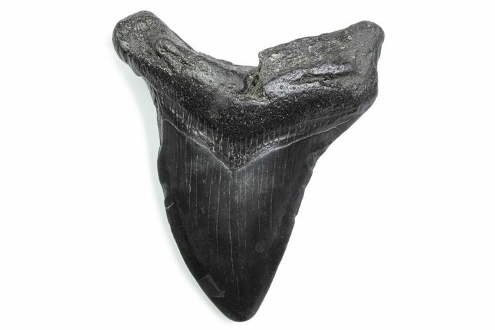 Bargain, Fossil Megalodon Tooth - South Carolina #370460